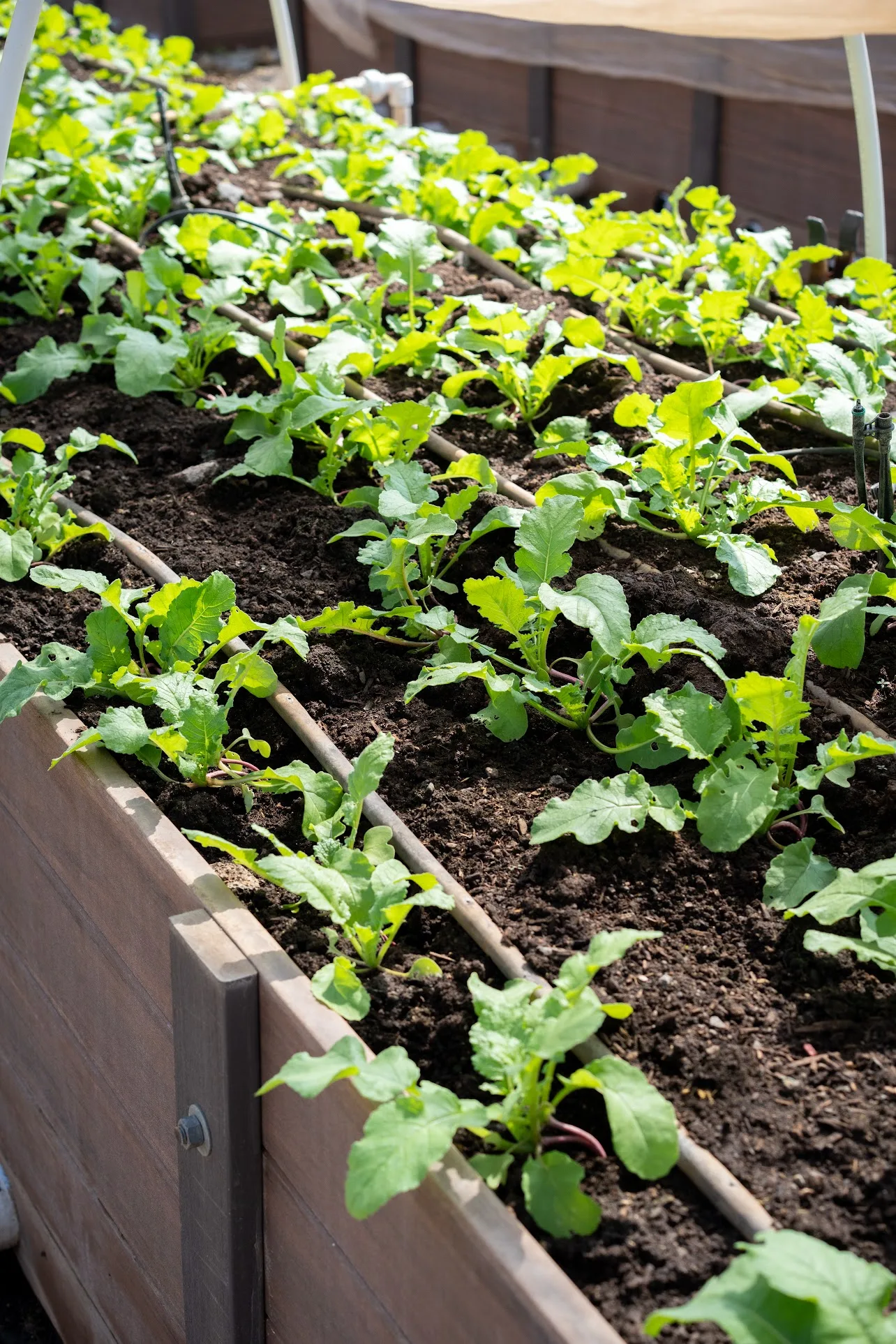 Garden vegetables in the field