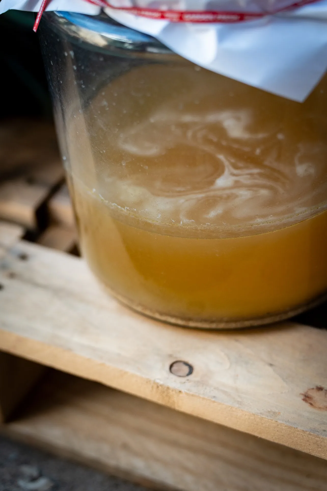 A fresh batch of Lactic Acid Bacteria fermenting at Mountain View Farms