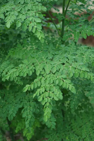 Hand-picking moringa at peak nutrition