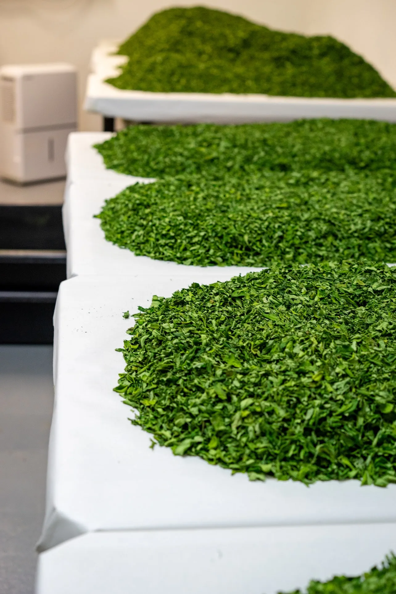 Sorting moringa leaves from stems