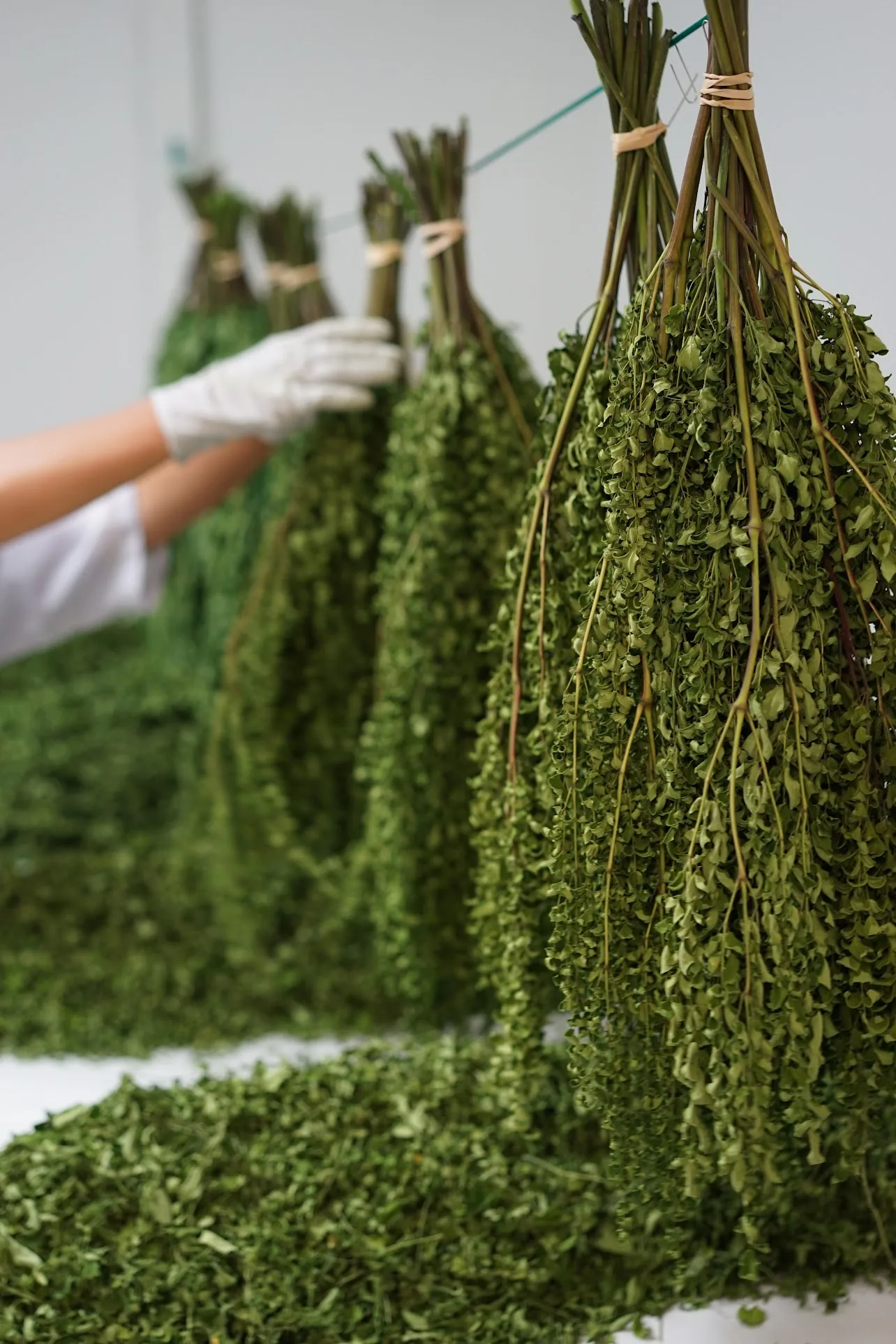 Hands inspecting freshly dried moringa leaves