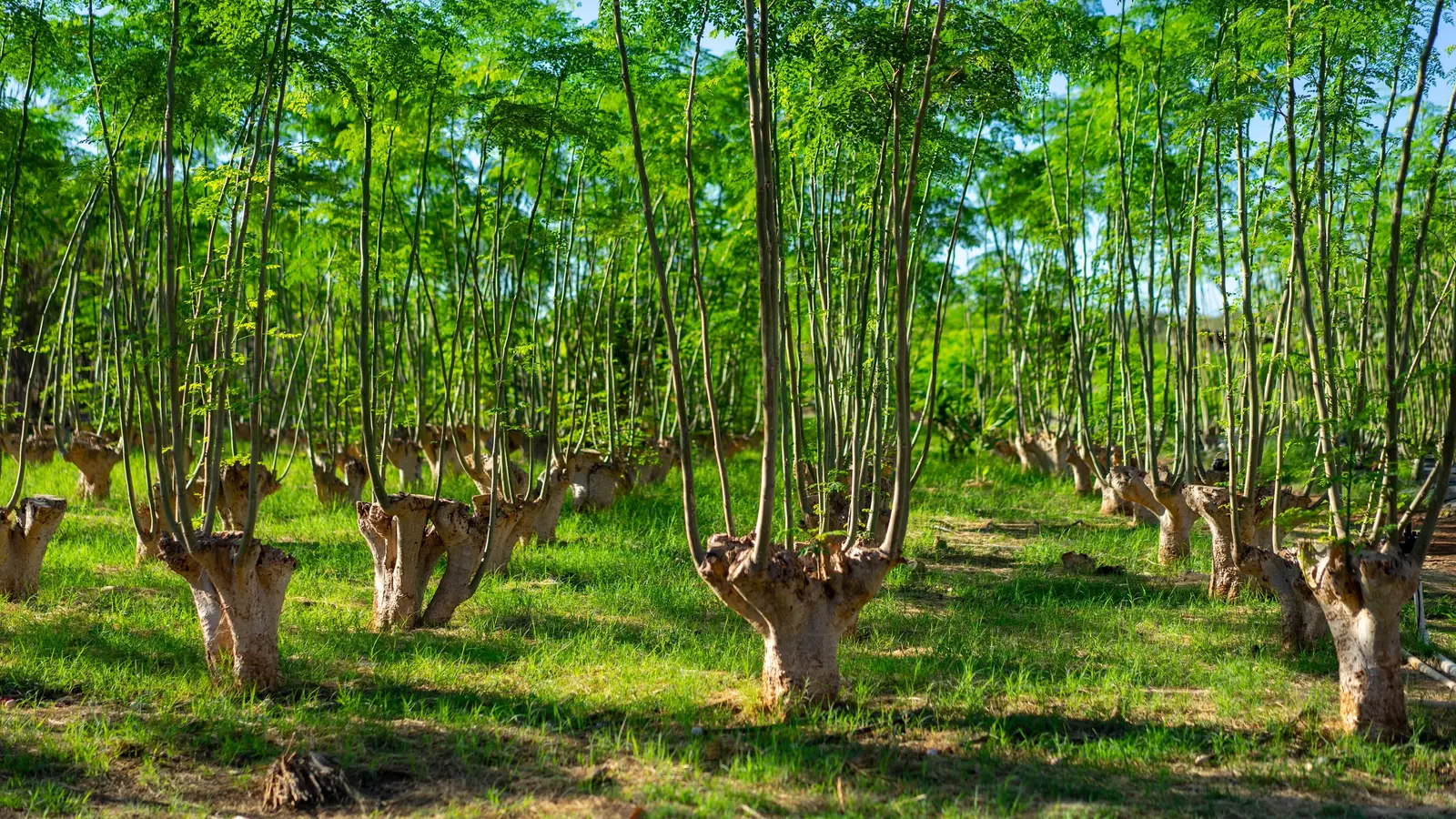 A mature moringa grove at Mountain View Farms