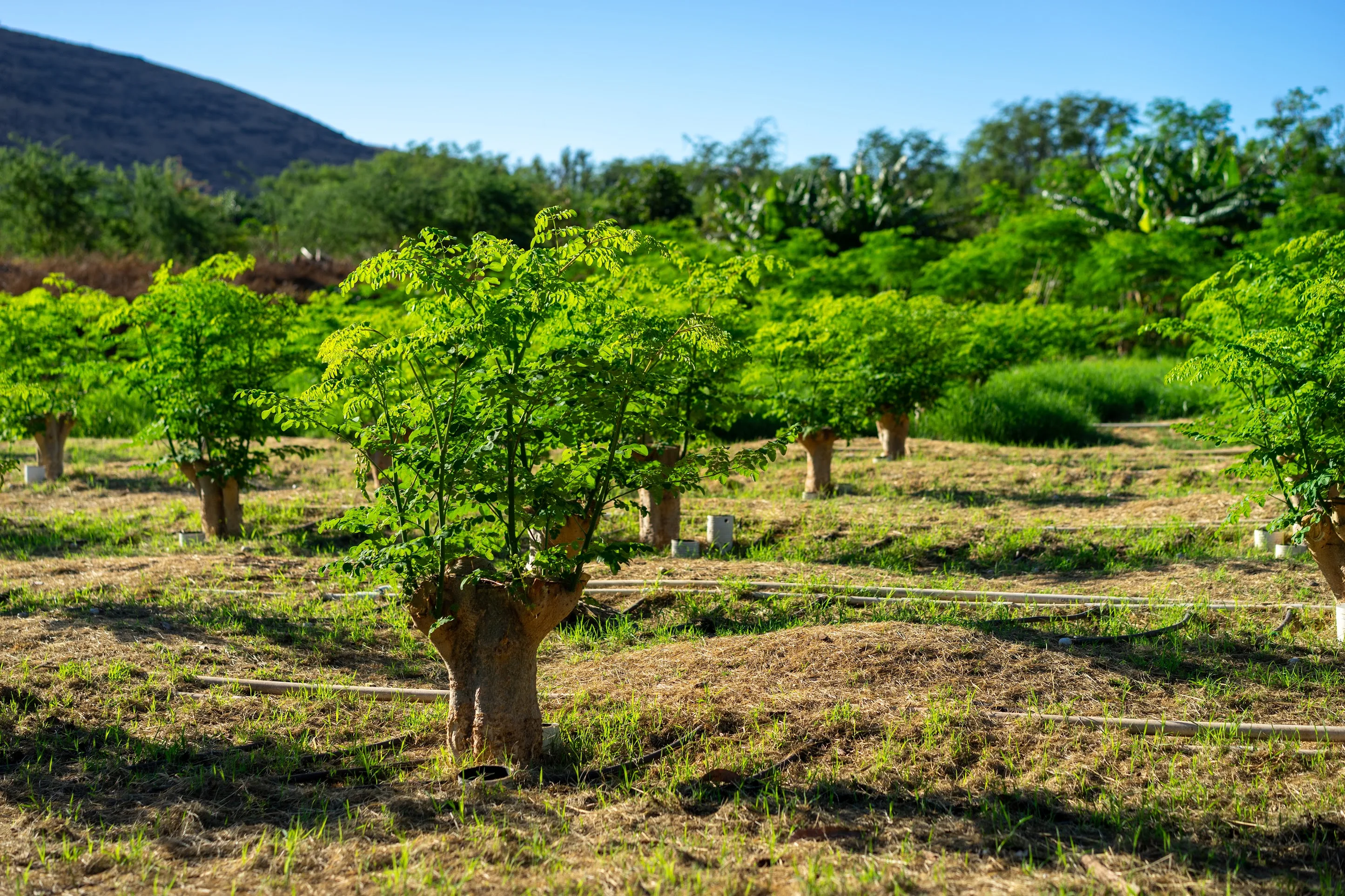 Moringa trees growing in living soil