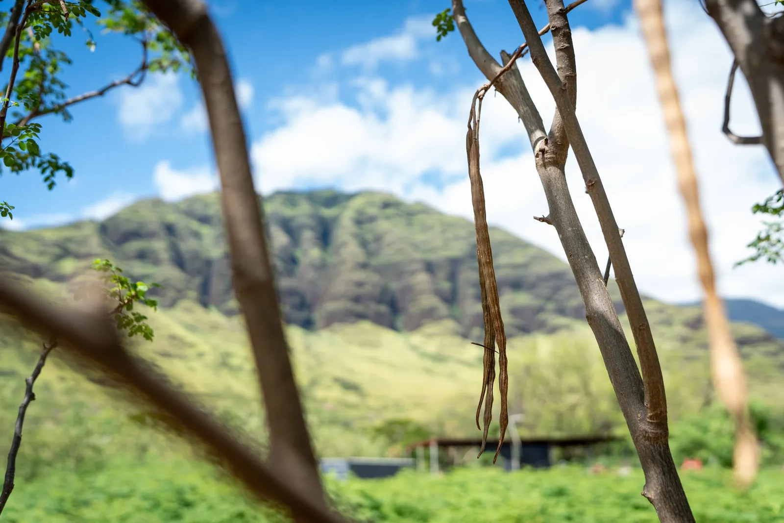 Moringa seedling against the Waianae mountain backdrop at Mountain View Farms