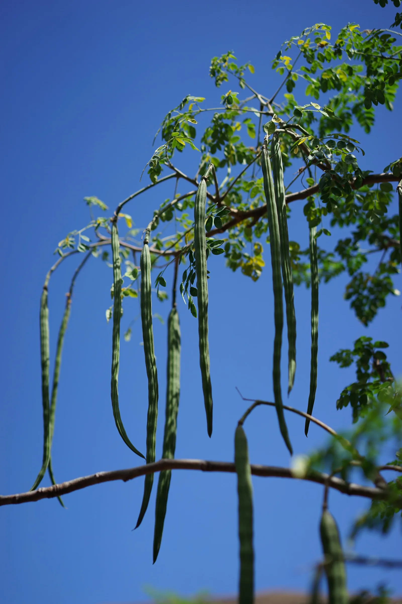 Moringa seedlings reaching toward the sky at Mountain View Farms