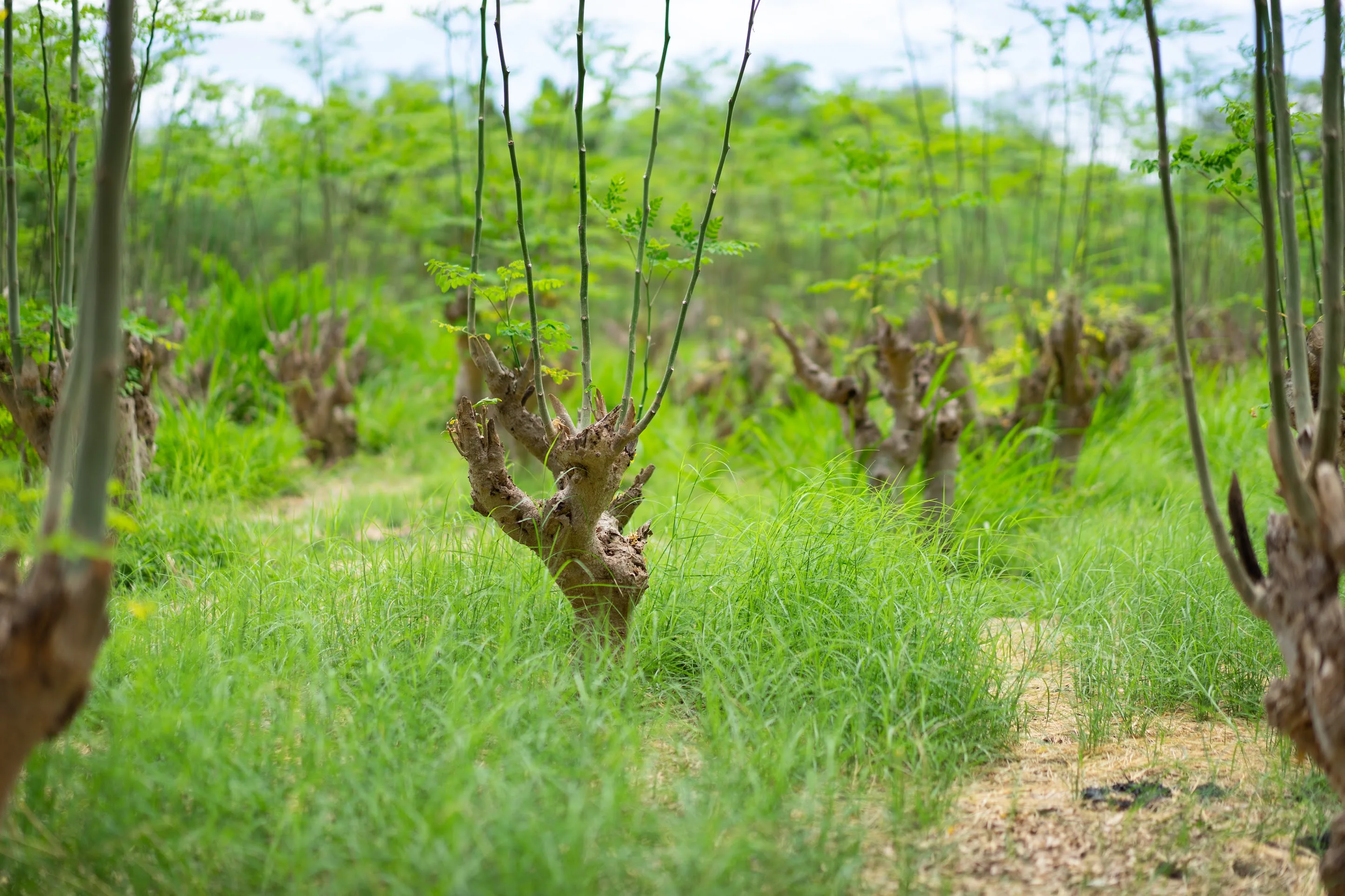 Young moringa tree sprouting