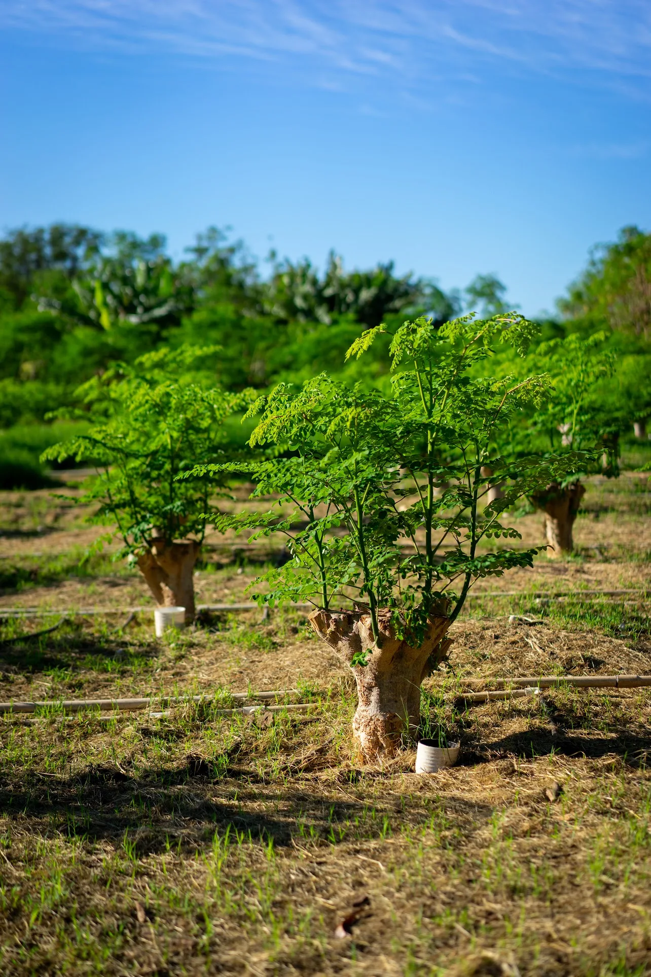 Young moringa tree
