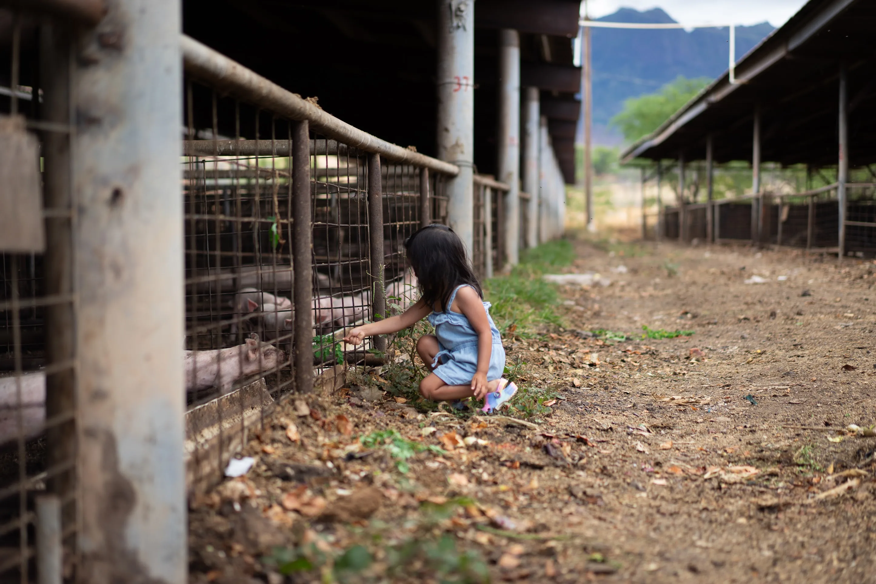 Pigs feeding inside an open-air IDLS barn at Mountain View Farms