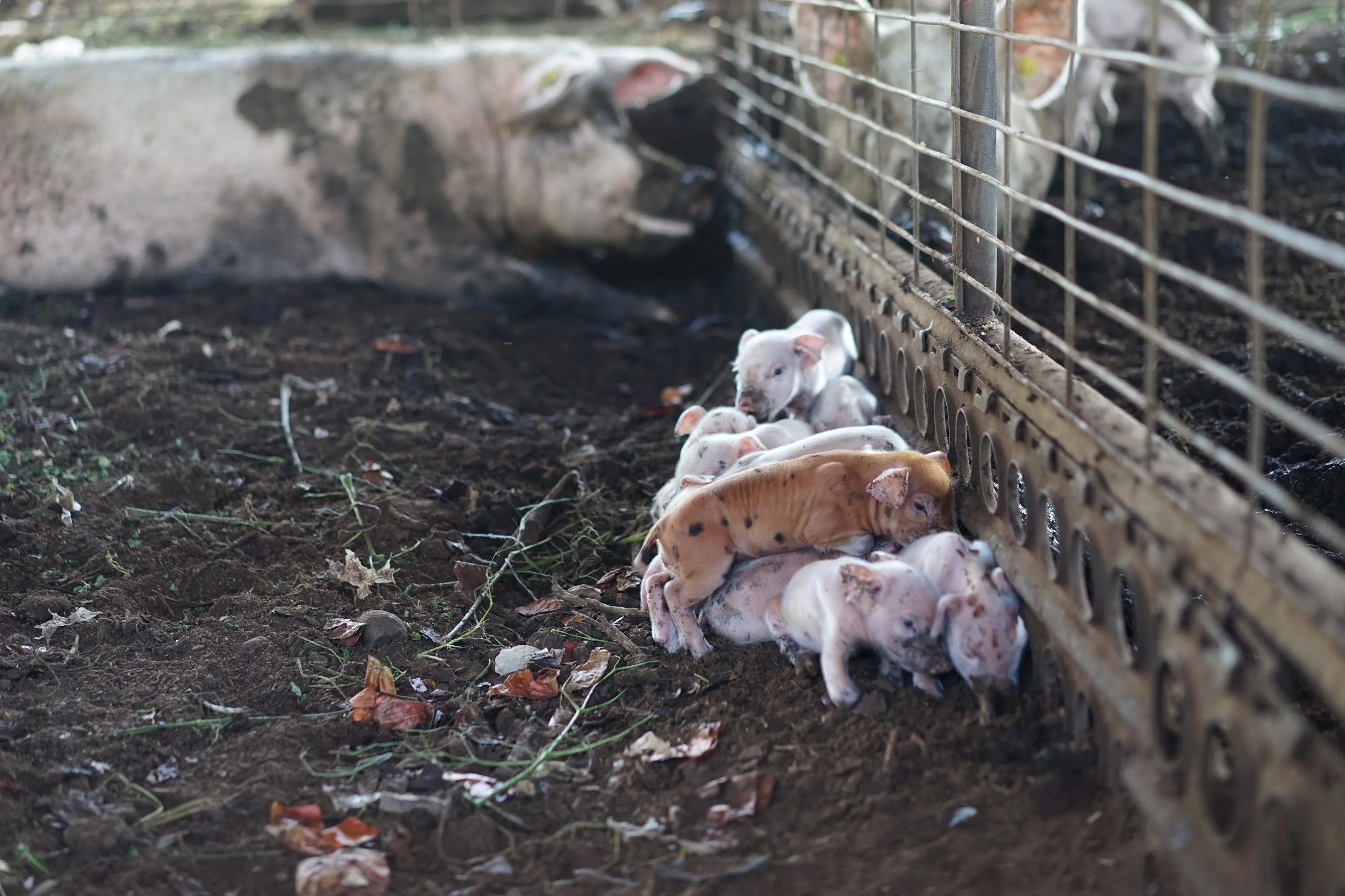 Deep litter system for pigs at Mountain View Farms