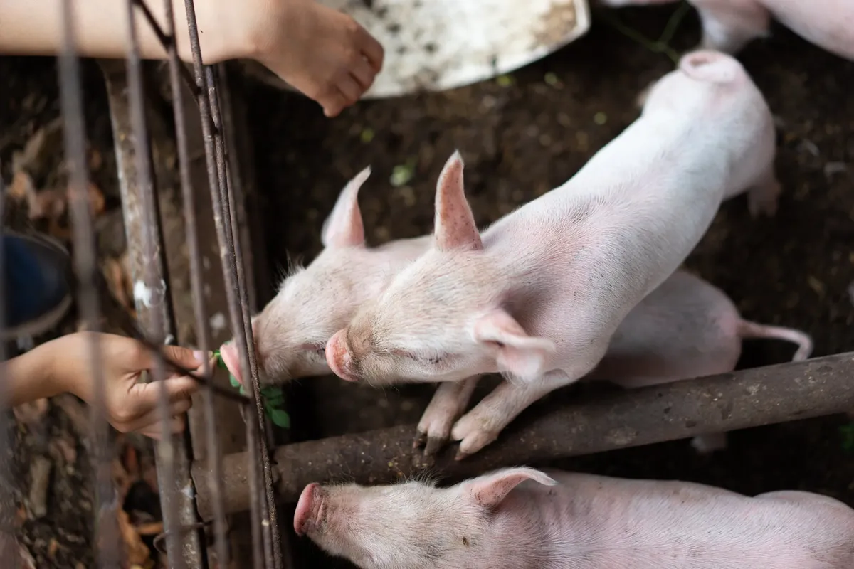 Pigs feeding at Mountain View Farms