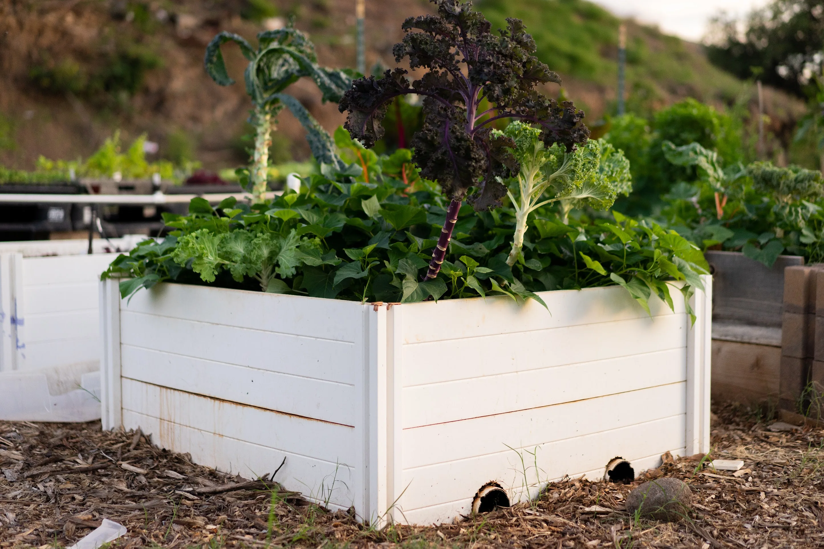 Thriving planter box