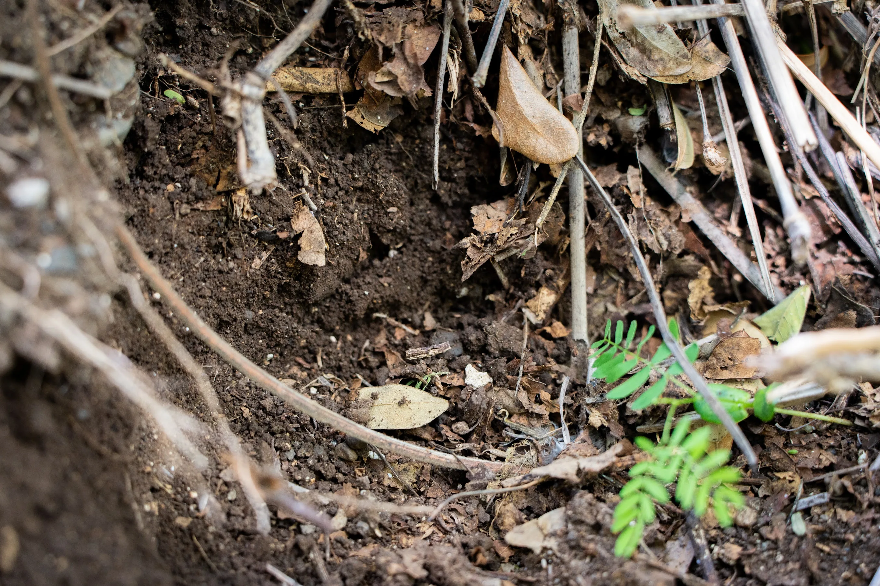 Forest floor in Waianae Valley, where Mountain View Farms collects indigenous microorganisms