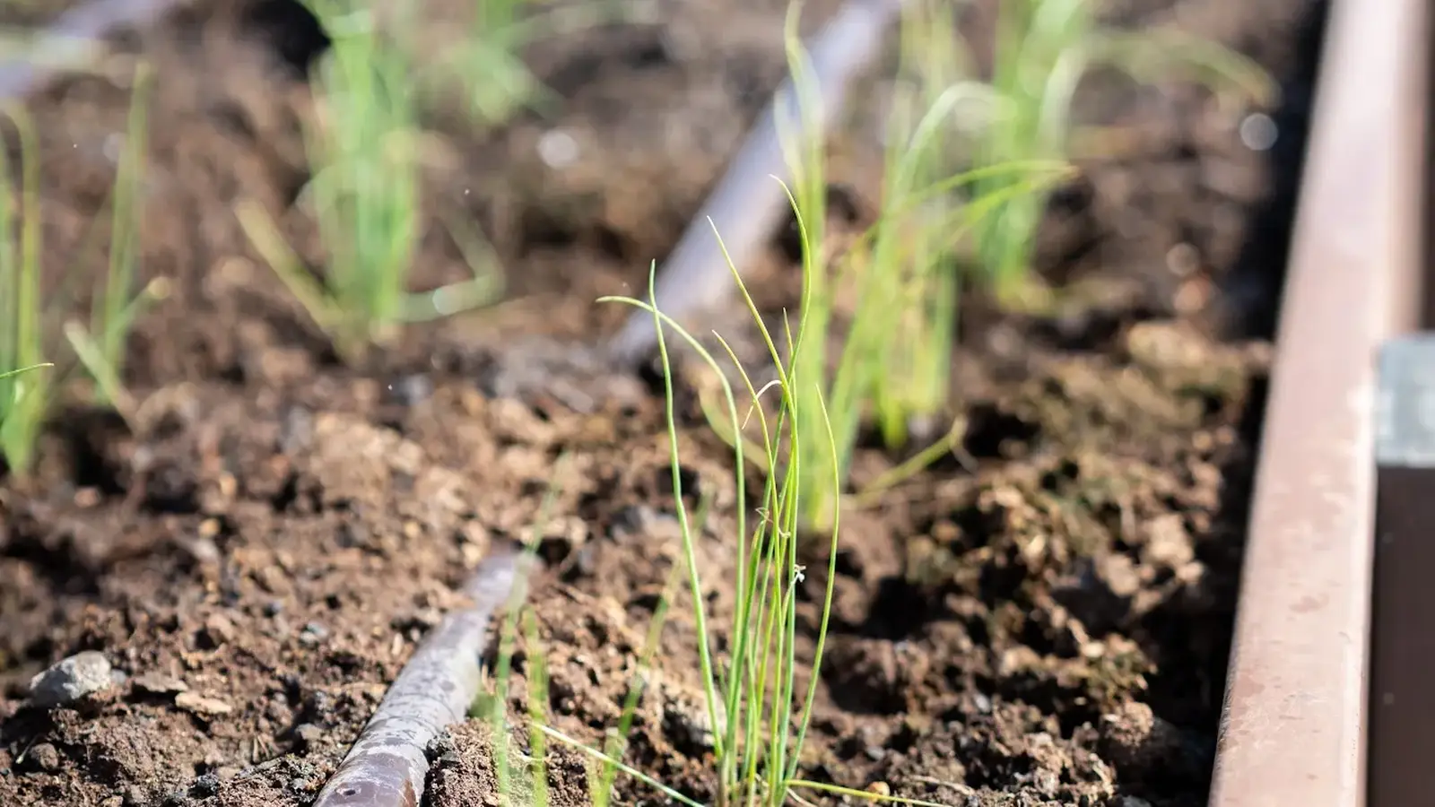 Building living soil ecosystem